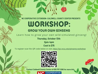 ginseng flyer