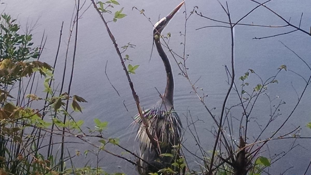 great blue near water