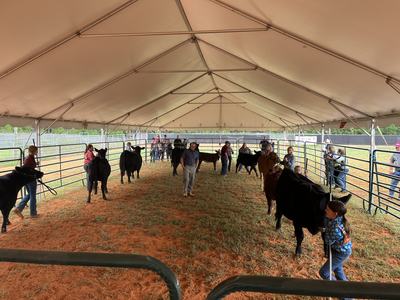 Kids and adults showing cattle in a large tented livestock ring