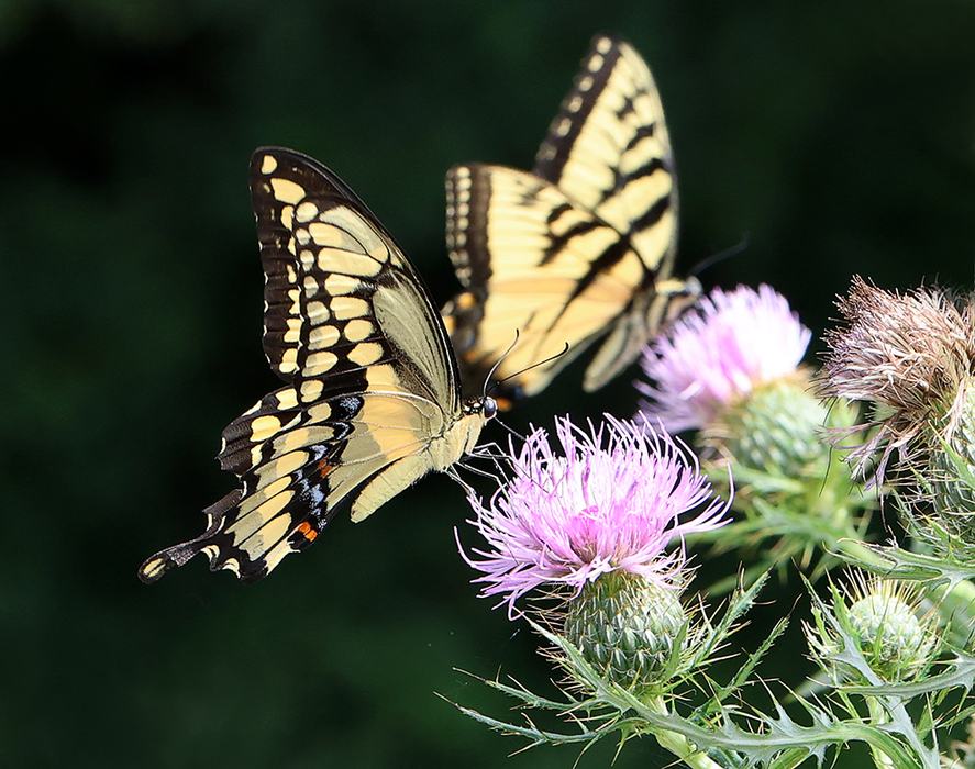 Side-by-side shot showing an eastern giant swallowtail on the left with an eastern tiger swallowtail on the right in native thistle.