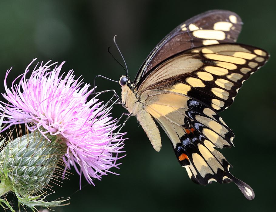 Eastern giant swallowtail on native field thistle (Cirsium discolor).