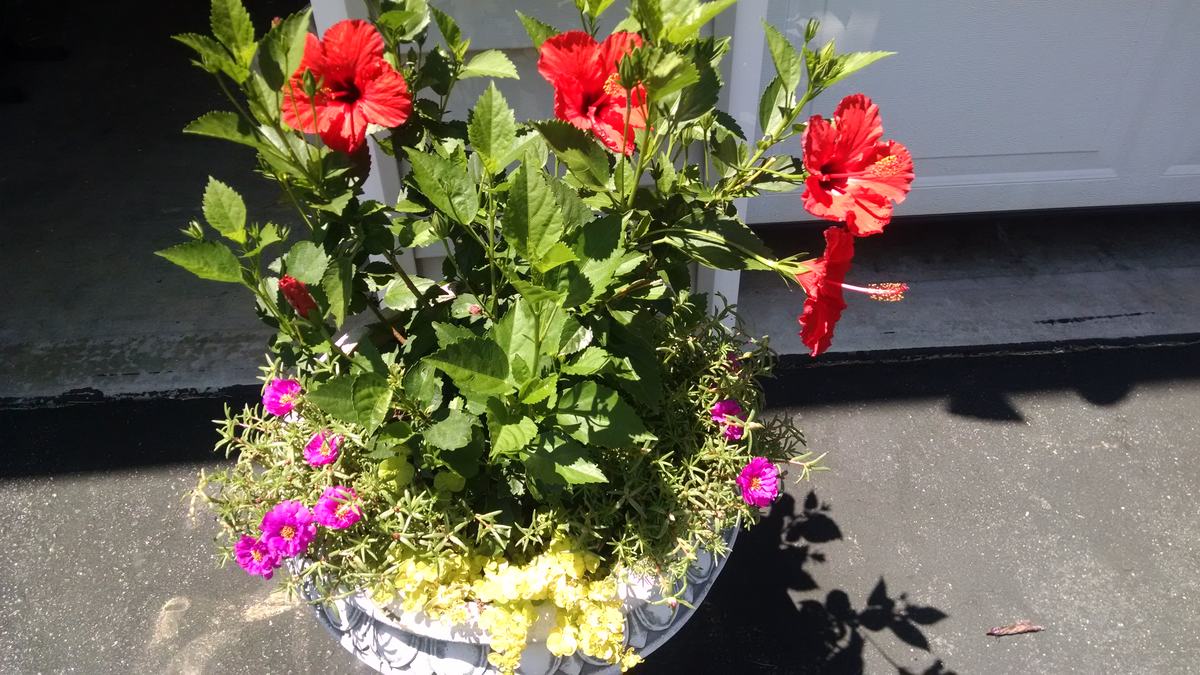 plants in a container
