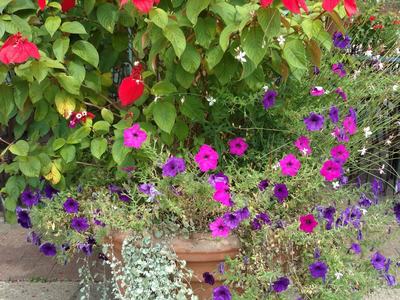 plants in a container