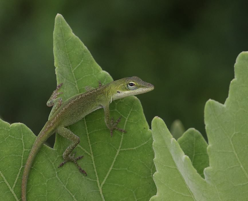 Young Carolina anole on native velvet mallow.