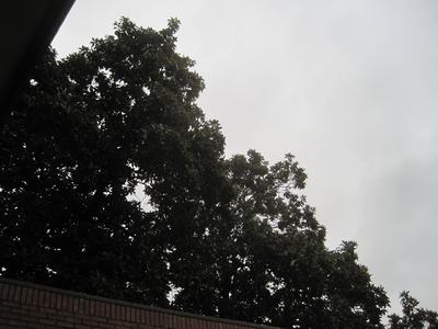 Large tree canopy extending over a brick wall beneath an overcast sky