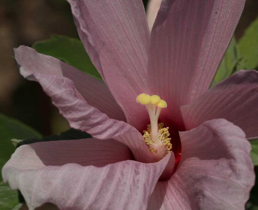 Swamp rose mallow. 