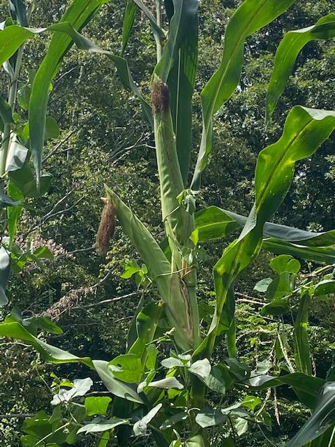 Photo of extra large corn stalk