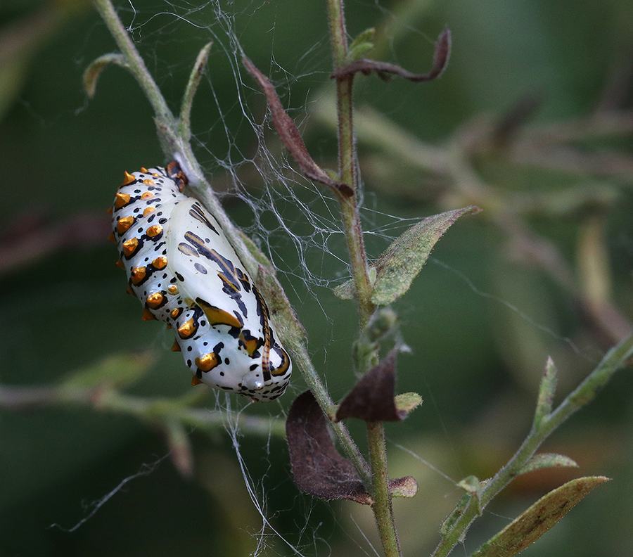 variegated fritillary chrysalis