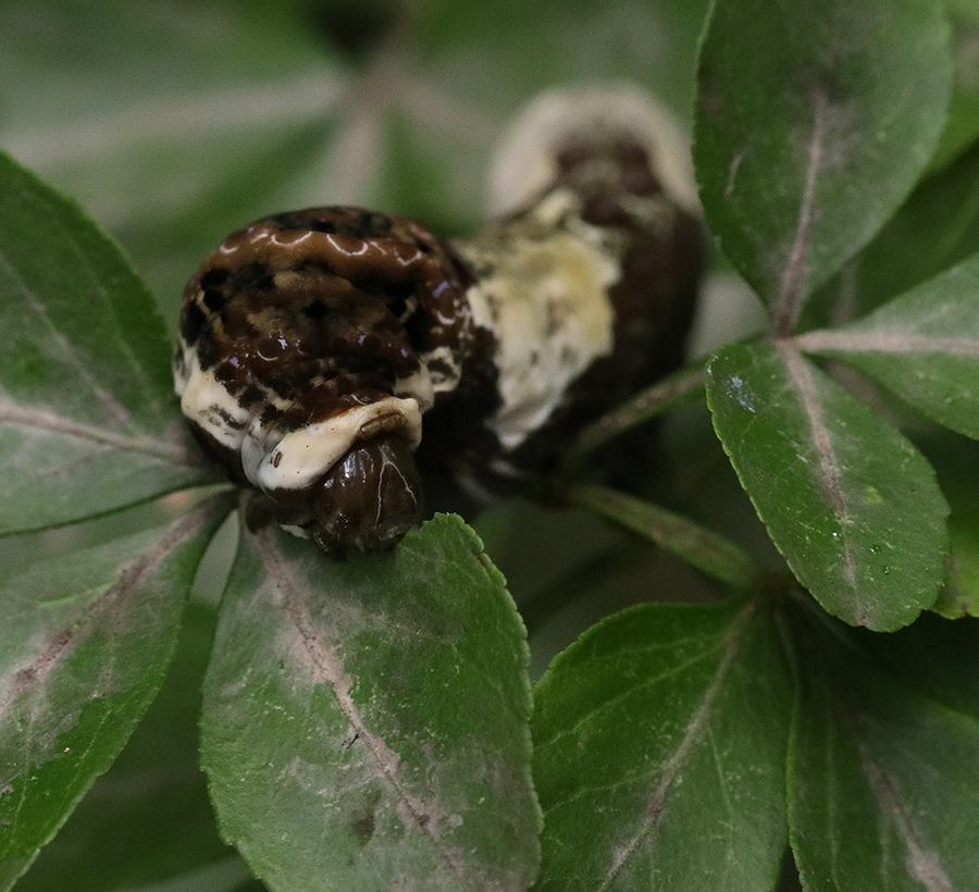 Giant swallowtail caterpillar on mock orange. 