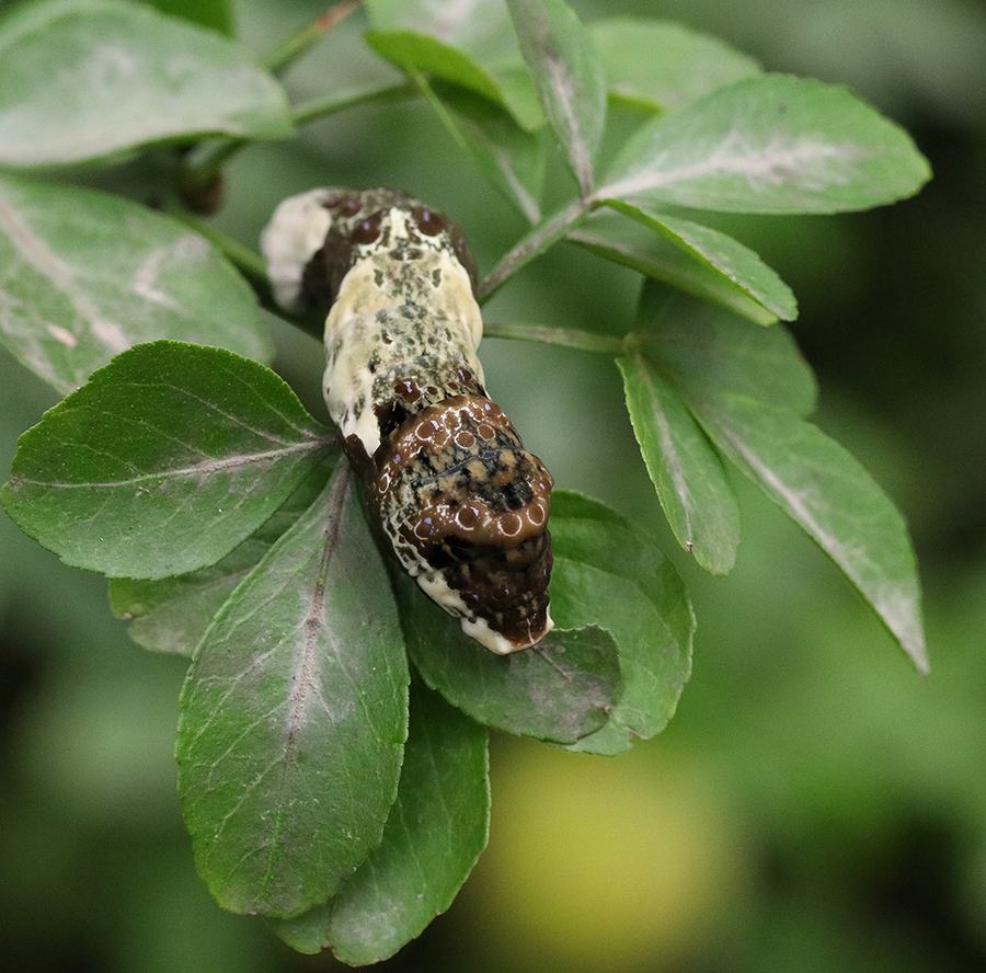Giant swallowtail caterpillar on mock orange. 