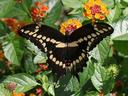 Giant swallowtail butterfly on lantana.