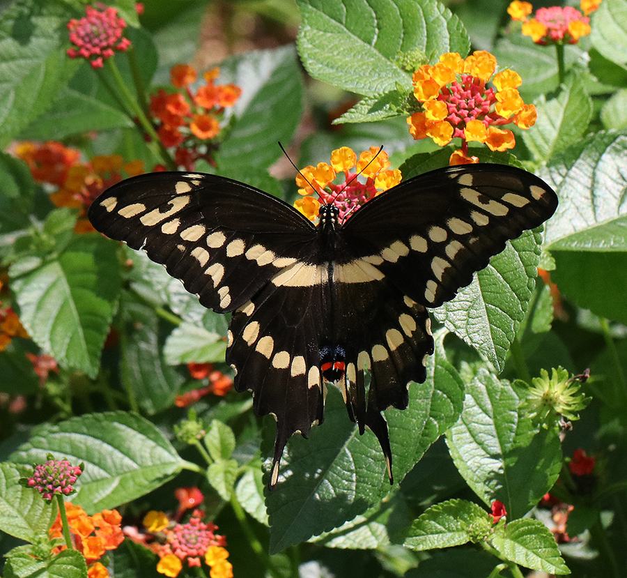 Giant swallowtail butterfly on lantana. 