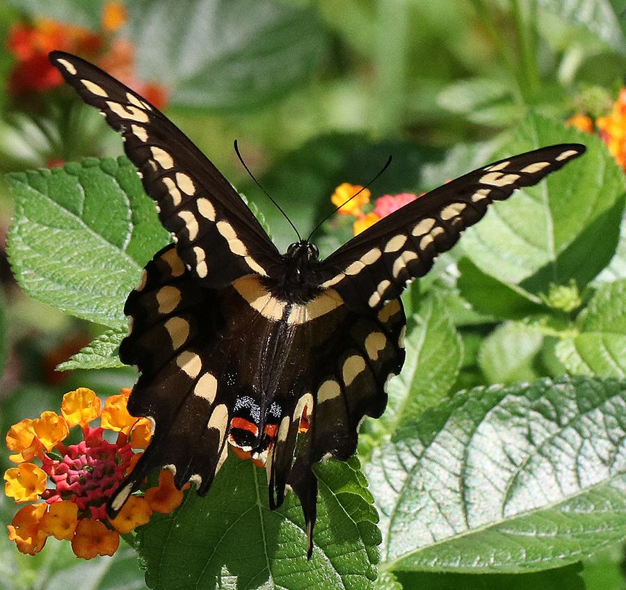 Giant swallowtail butterfly on lantana. 