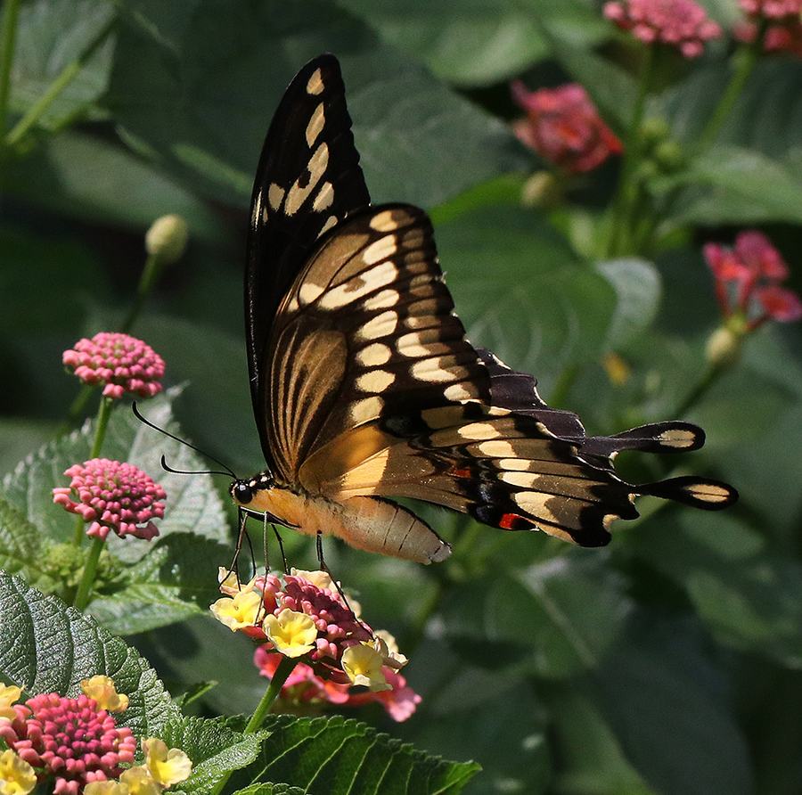 Giant swallowtail butterfly on lantana. 