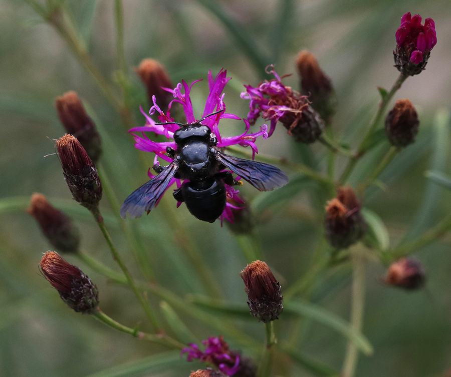 Carpenter-mimic leafcutter bee on ironweed.