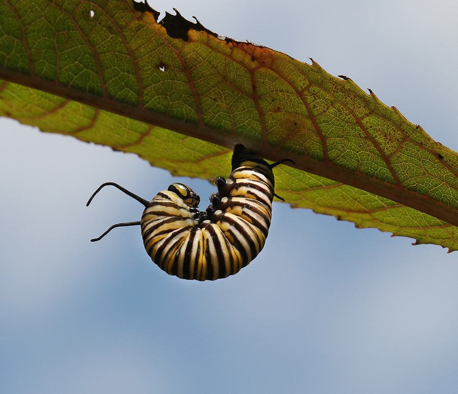 Monarch caterpillar preparing to form a chrysalis on giant ironweed.