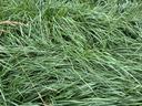 Tall Grass in a heap.