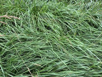 Tall Grass in a heap.