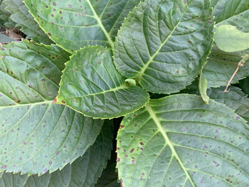 Leaf Spot on Hydrangea