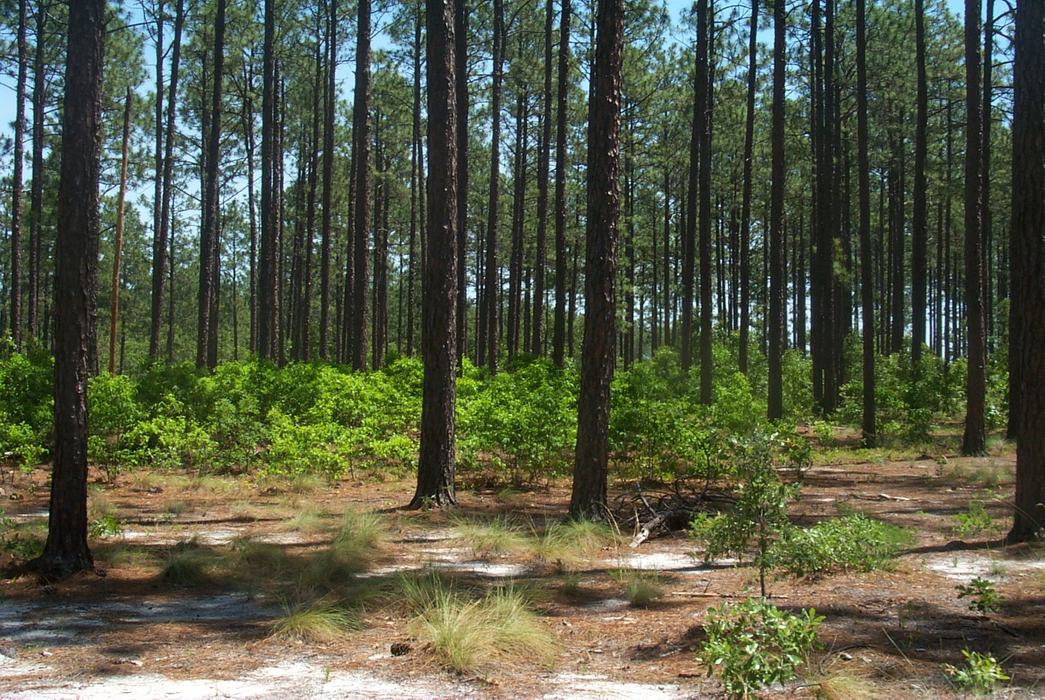 Longleaf pine forest