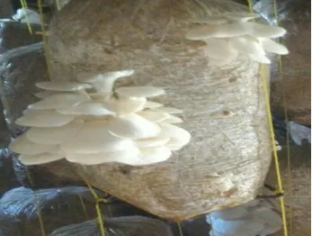 mushroom