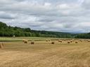 hay field