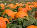 Pumpkins