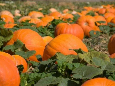 Pumpkins