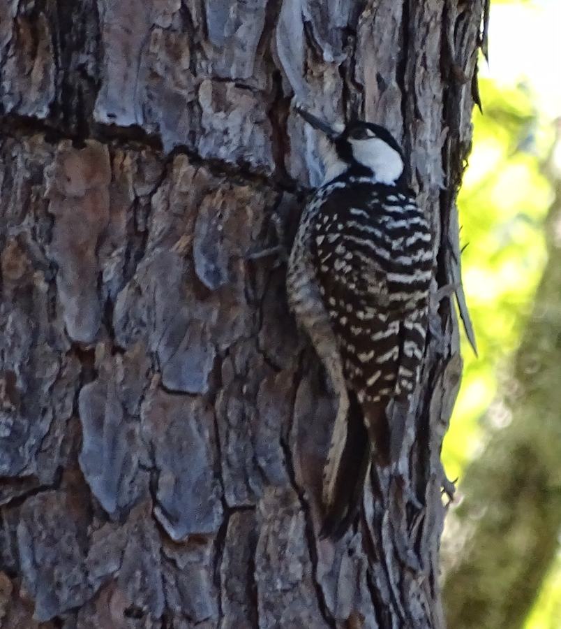 Red-cockaded Woodpecker 