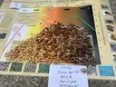 peanut maturity