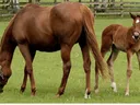 Chestnut mare grazing in a pasture with a foal standing nearby