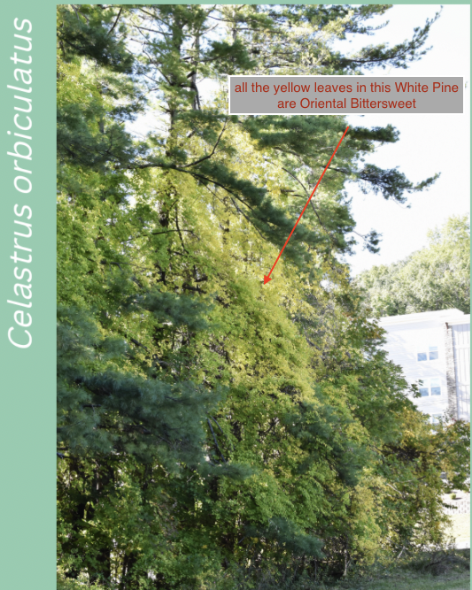 Yellow leaves amongst a swatch of white pine needles indicating the presence of Oriental bittersweet.