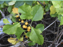 Cluster of small yellow-orange berries on a green-leafed branch amid twigs