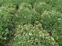 peanut field