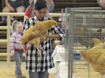 Girl in plaid shirt holding a large buff chicken beside a row of caged chickens