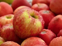 Red-yellow apples with water droplets, piled together