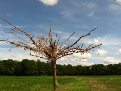 Lateral roots abundant but no significant taproot due to soil restricting hard plan