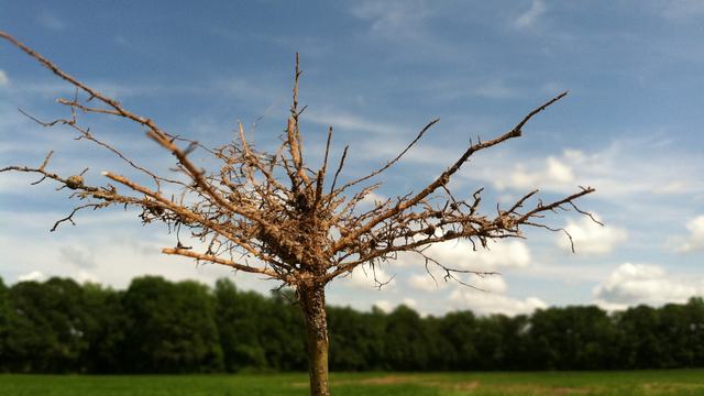 Lateral roots abundant but no significant taproot due to soil restricting hard plan
