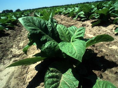 young tobacco plants