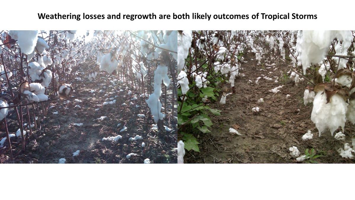 Cotton crop losses and cotton regrowth examples.