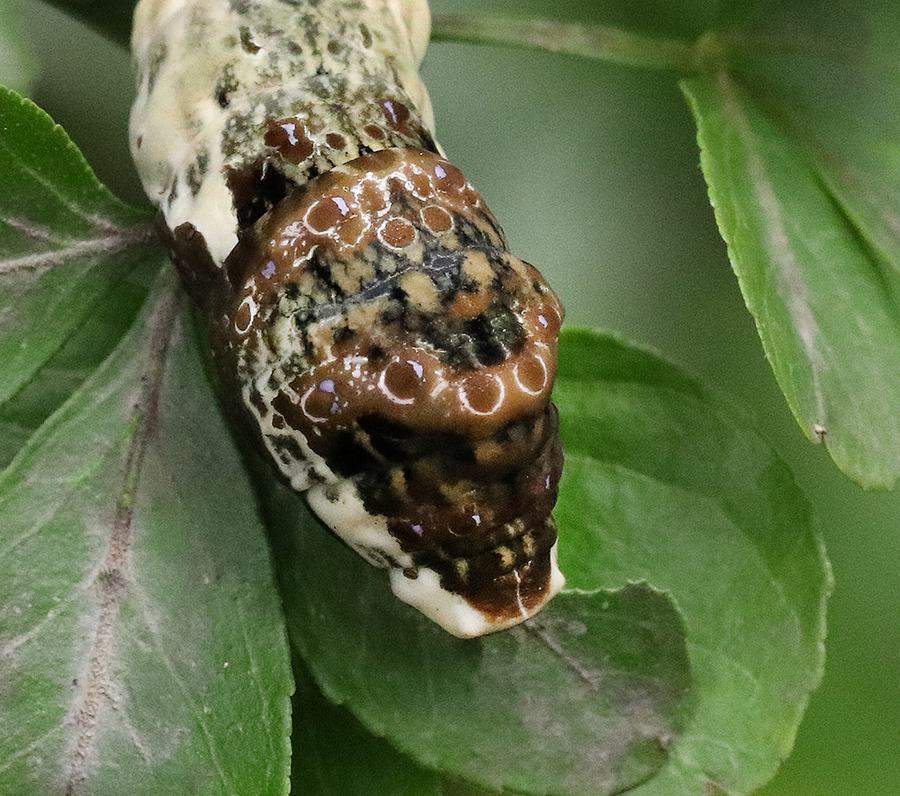 Giant swallowtail caterpillar on mock orange. 