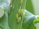 aphids