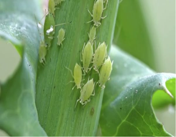 aphids
