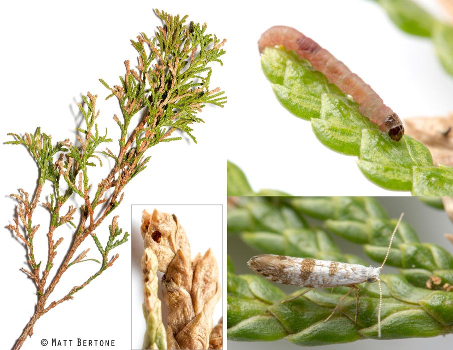 Plate showing brown twig tips and small holes in needles of arborvitae, as well as the small pale brown caterpillar and small white and brown adult moth