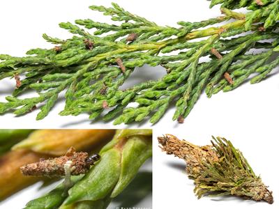 Evergreen twigs with multiple bagworm cases; close-up shows larva in case; © Matt Bertone