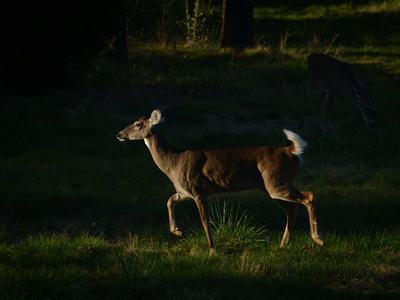 a deer in a field