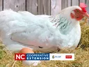 eggs year round