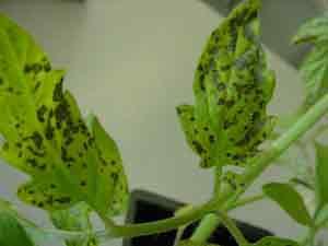 Speckled leaf with necrotic areas due to ozone damage to tomato