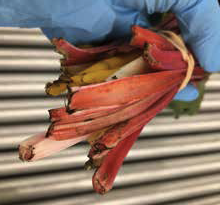 stems of Swiss Chard with black ends