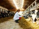 Woman in white coat crouching to feed dairy cows in a barn